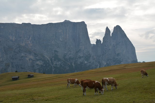 Auf der Seiser Alm fühlen sich die Kühe auf fast 2.000 Metern Seehöhe wohl.