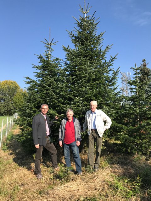 Bgm. Franz Waldenberger, Franz und Josef Sturbmayr vor dem Christbaum für die Hofburg.