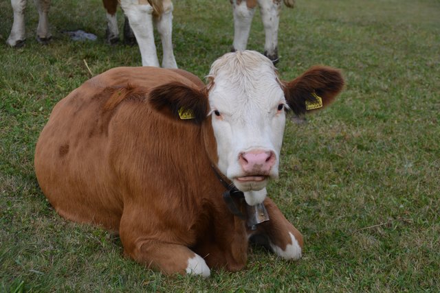Auf der Seiser Alm fühlen sich die Kühe auf fast 2.000 Metern Seehöhe wohl.