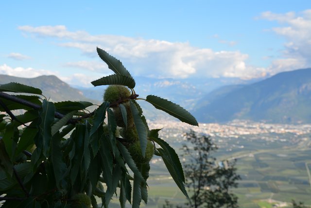 Die Edelkastanie (Castanea sativa) gedeiht prächtig in Perdonig.