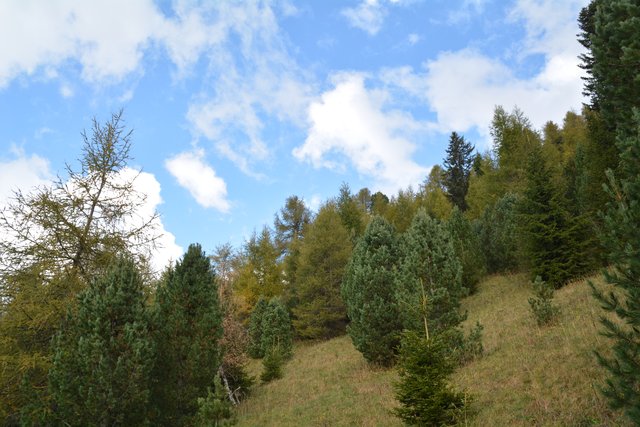 Schöner Spaziergang von der Maierl Alm nach Obereggen im Eggental.