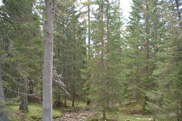 Schöner Spaziergang von der Maierl Alm nach Obereggen im Eggental.