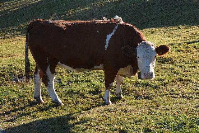 Auf der Seiser Alm fühlen sich die Kühe auf fast 2.000 Metern Seehöhe wohl.