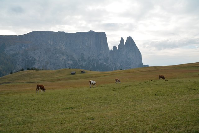 Auf der Seiser Alm fühlen sich die Kühe auf fast 2.000 Metern Seehöhe wohl.