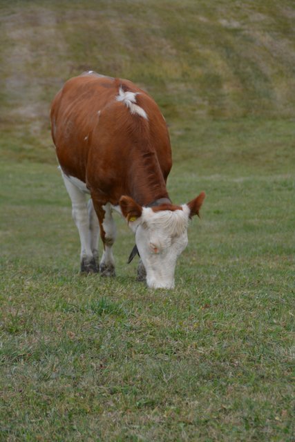 Auf der Seiser Alm fühlen sich die Kühe auf fast 2.000 Metern Seehöhe wohl.