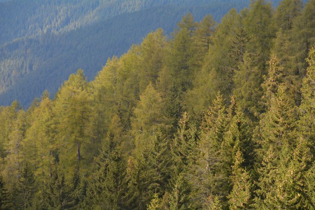 Schöner Spaziergang von der Maierl Alm nach Obereggen im Eggental.
