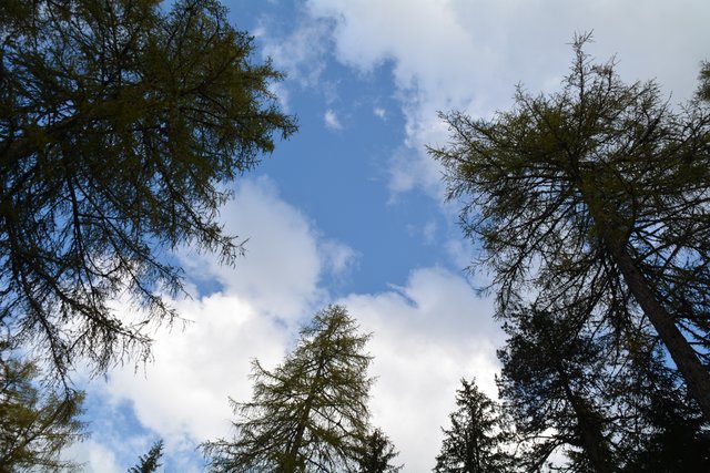 Schöner Spaziergang von der Maierl Alm nach Obereggen im Eggental.