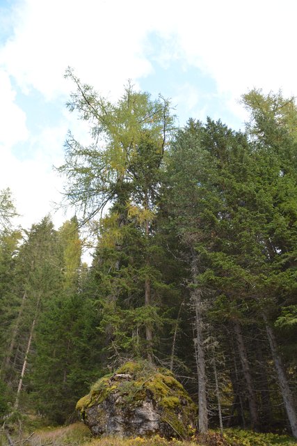 Schöner Spaziergang von der Maierl Alm nach Obereggen im Eggental.