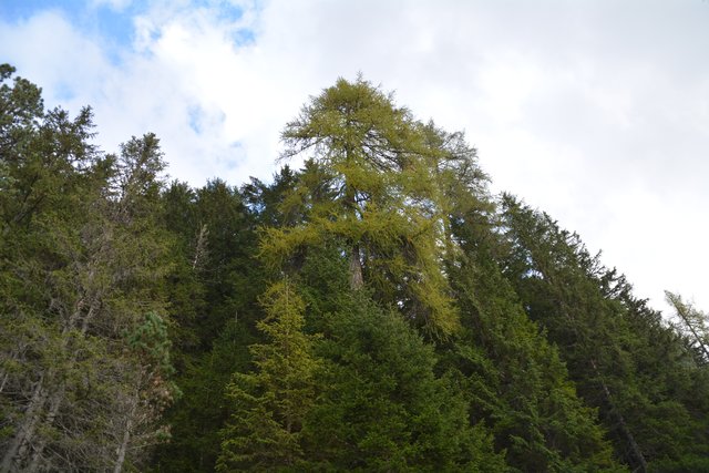 Schöner Spaziergang von der Maierl Alm nach Obereggen im Eggental.