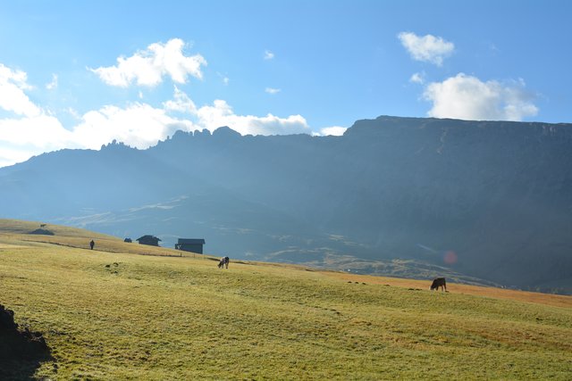 Auf der Seiser Alm fühlen sich die Kühe auf fast 2.000 Metern Seehöhe wohl.
