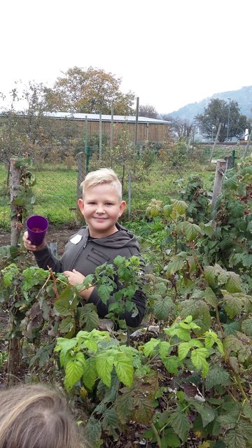 Luca beim Pflücken der letzen Himbeeren.