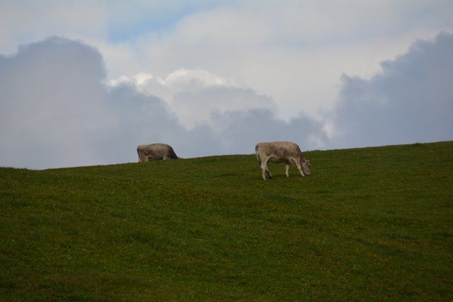 Auf der Seiser Alm fühlen sich die Kühe auf fast 2.000 Metern Seehöhe wohl.