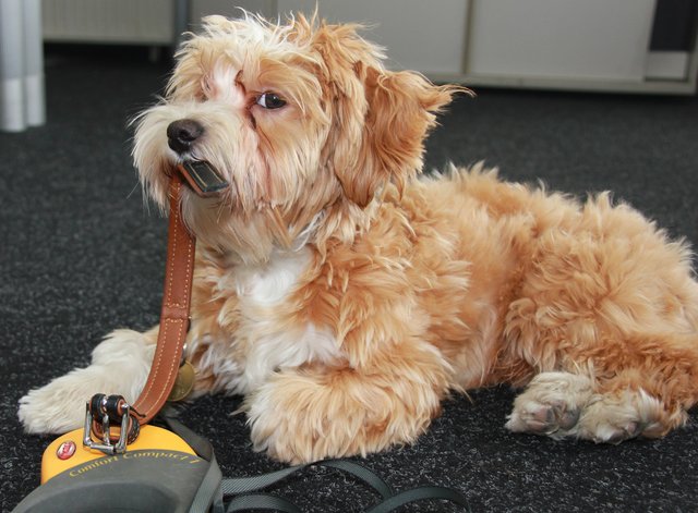 Voraussetzung für eine Hundesteuersenkung soll laut SPÖ-Antrag der Besuch der Hundeschule und das Absolvieren eines Kurses sein. | Foto: Stephan Gstraunthaler