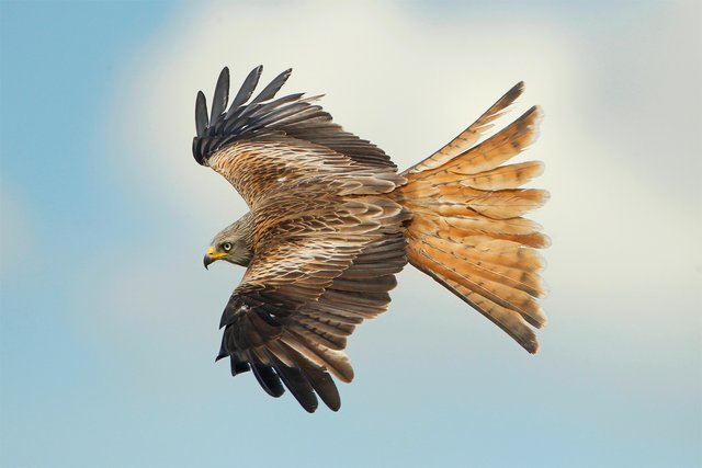 Ein Rotmilan: 35 Tiere, darunter etliche Greifvögel starben in Windisch-Baumgarten.