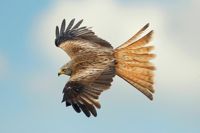 Ein Rotmilan: 35 Tiere, darunter etliche Greifvögel starben in Windisch-Baumgarten. | Foto: Michael Dvorak