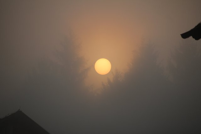 Die Sonne kämpft sich durch den Morgennebel am Poschenhof.