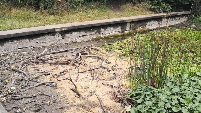 Aufgrund des Klimawandels trocknet der Pappelteich aus.