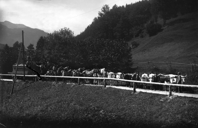 Ochsengespanne in der Schön 