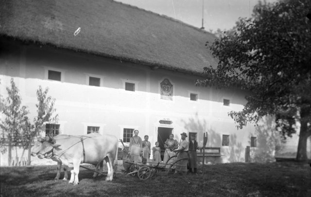 Ochsengespann bei Bauernhaus Hausnr 12 verm. Kotbauern