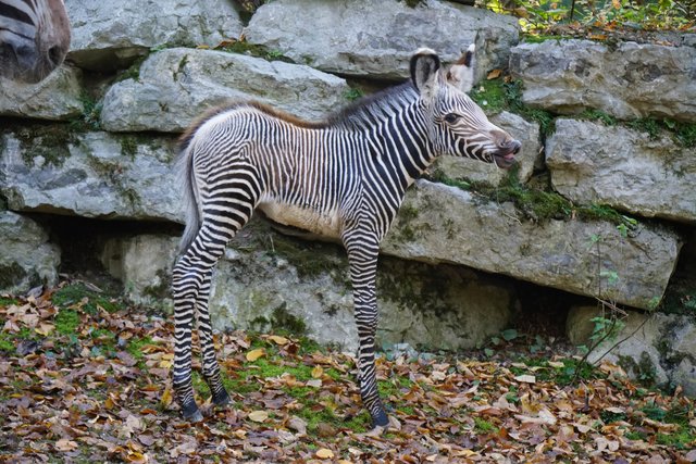 Der kleine Hengst mit seinen großen Ohren und den langen Beinen erhält seine Art.  | Foto:  Zoo Salzburg