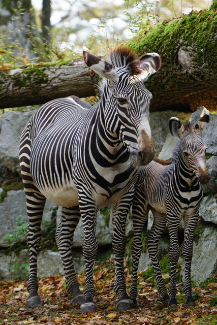 Mutter und Fohlen erfreuen sich bester Gesundheit. | Foto:  Zoo Salzburg