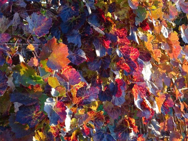 26.10.2018 bunte Weinblätter