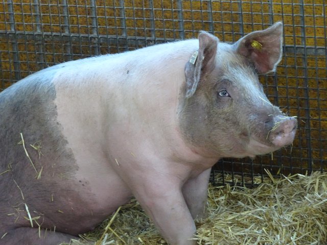 26.10.2018 Schwein
