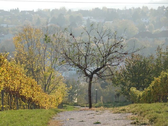 26.10.2018 Blick auf Mistelbach
