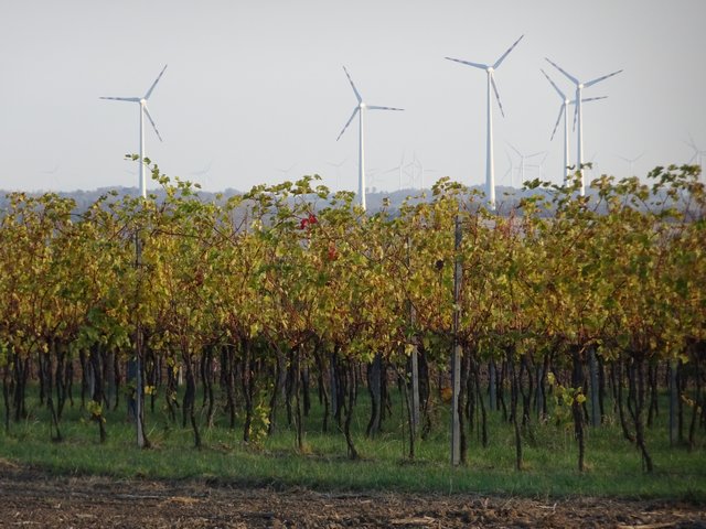 26.10.2018 Weingarten mit Windräder