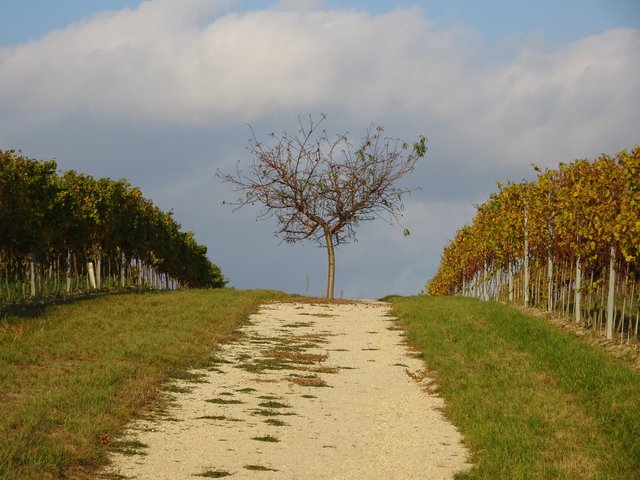 26.10.2018 Weingarten