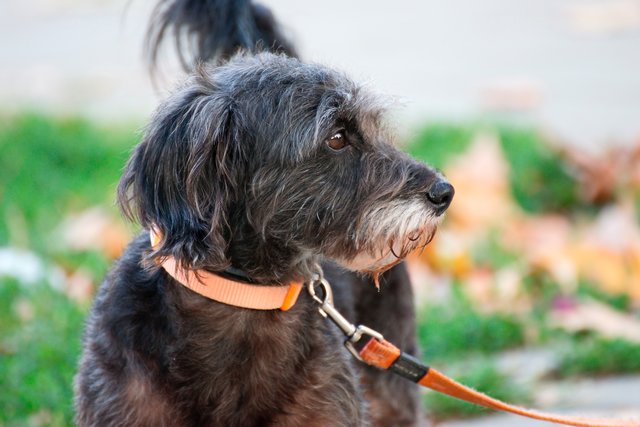 Hunde sind nun am ganzen Stadtwanderweg 9 erlaubt, wenn sie an der Leine geführt werden.