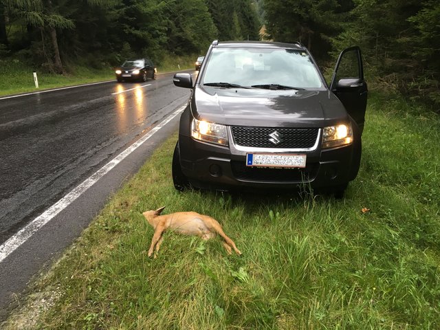 Viel Wildwechsel im Herbst: Bei einem Wildunfall bietet auch der Schutzbrief des ÖAMTC Versicherungsschutz.