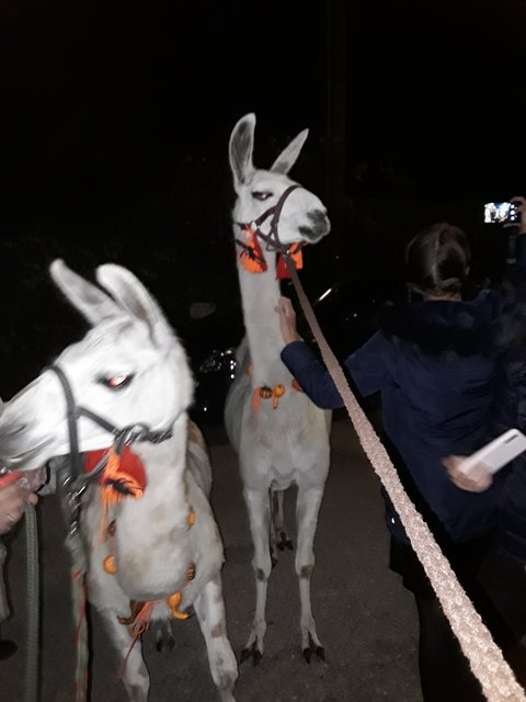 Erster Lamaspaziergang zu Halloween