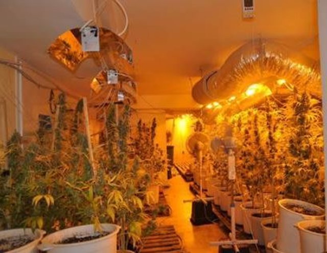 Eine Cannabisplantage wurde in einem Deutsch-Wagamer Keller endeckt. | Foto: LPD NÖ