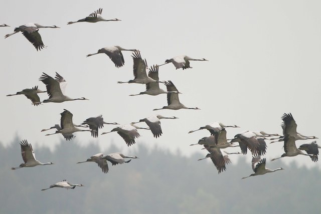 Kranichzug auf dem Weg in den Süden.  | Foto: Otto Samwald