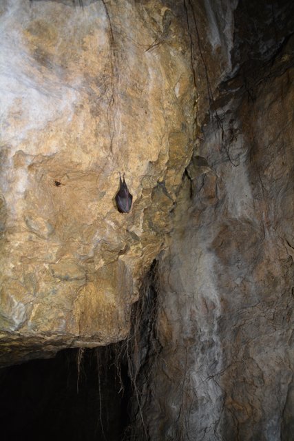 Übung der Höhlenretter: Die Höhlenführer, die Höhlenrettung und die Bergrettung übten den Ernstfall in der Ötscher-Tropfsteinhöhle.