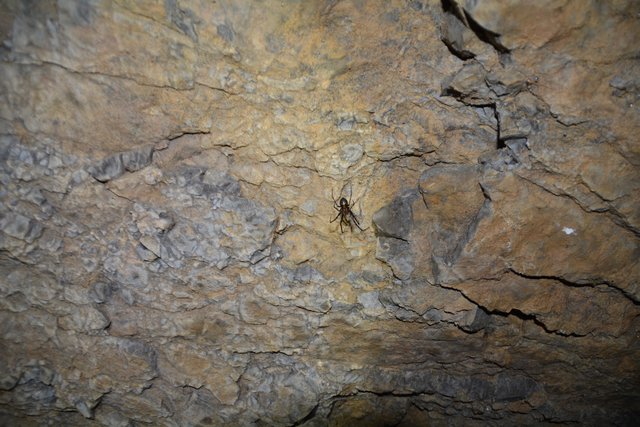 Übung der Höhlenretter: Die Höhlenführer, die Höhlenrettung und die Bergrettung übten den Ernstfall in der Ötscher-Tropfsteinhöhle.