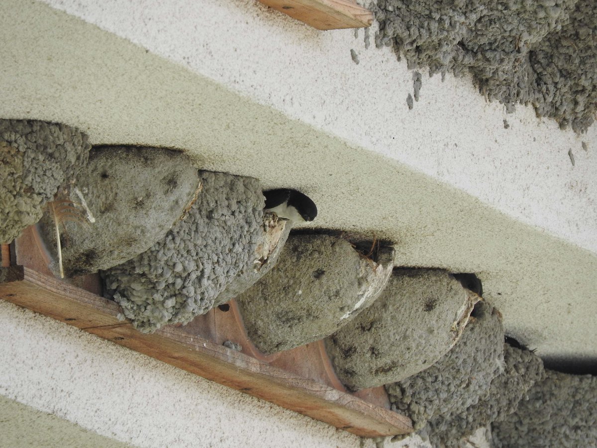 Herbstputz Am Schwalbennest Birdlife Osterreich Informiert Uber