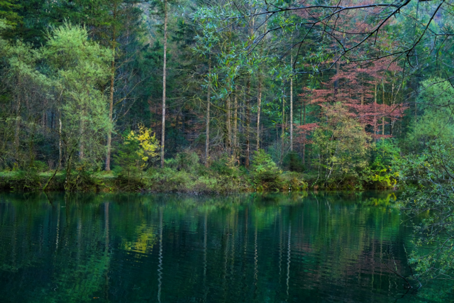 Geheimnisvolles Grün | Foto: Elisabeth Afik