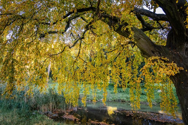 Herbstfarben | Foto: Wolfgang Horinek