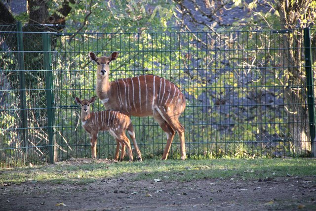 Die Nyala-Antilope ist am 13. Oktober zur Welt gekommen. | Foto: Zoo Linz