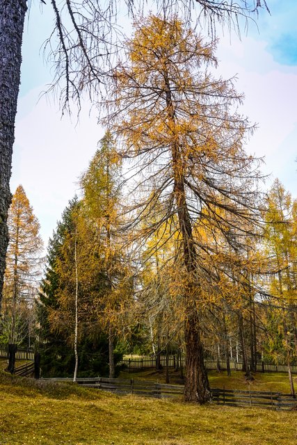 Gut gehalten: die Lärche am Geigenbühel zählt 600 Jahresringe | Foto: Holzknecht