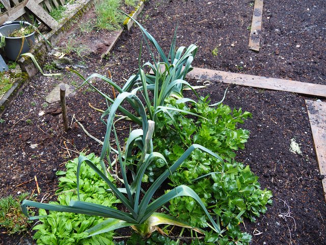 Der Kräutergarten des Forellenhofes hat immer noch (Anfang November!) frische Kräuter im Beet