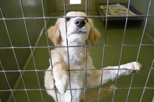 Wartet auf ein neues Herrchen/Frauchen: einer der Mini-Goldenretriever-Mischlinge. | Foto: kl