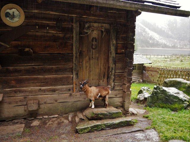 Auch etwas regenscheu, der kleine Bock!!!