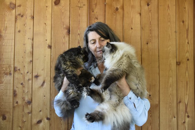 Leiterin des Tierheims, Ursula Lochmann, mit den zwei Perserkatzen Daisy und Neomi.