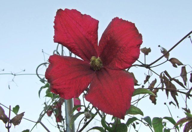 Die Clematis hat auch noch viele Knospen