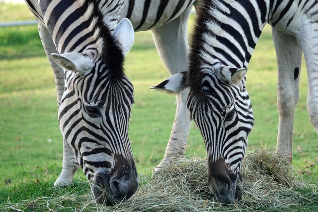 Foto: Tiergarten Walding