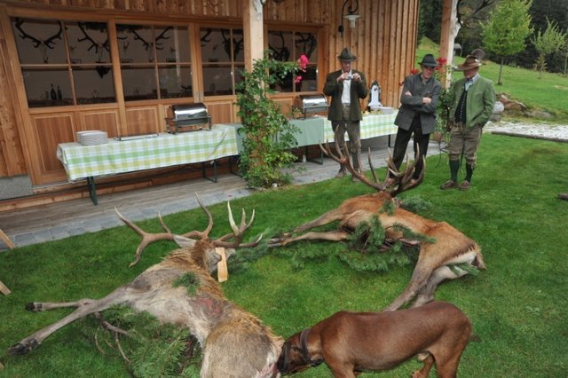<f>Genaue Zahlen der erlegten Wildtiere </f>bei den Bewegungsjagden im Bezirk Lilienfeld liegen nicht vor.