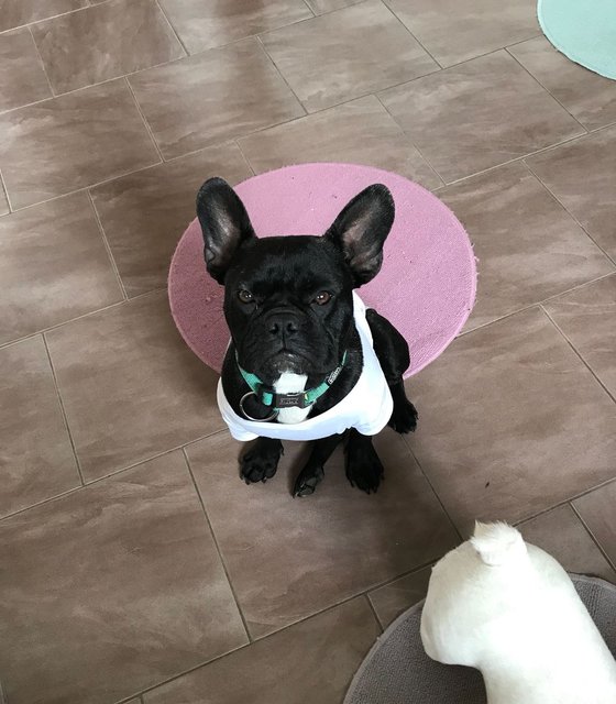 Nico wurde mit einer Wirbelsäulenfehlstellung geboren - was ihn nie daran hinderte, voller Freude mit seinen zwei- und vierbeinigen Freunden zu spielen | Foto: Arche Wels